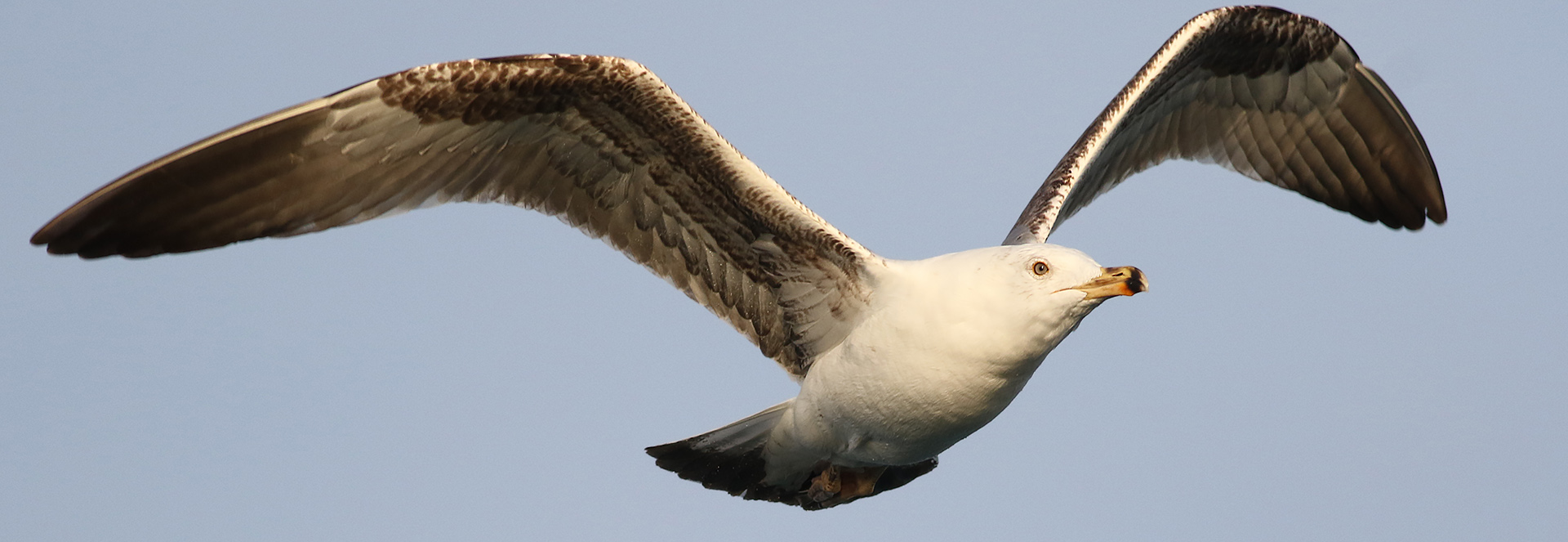 Yellow-legged Gull